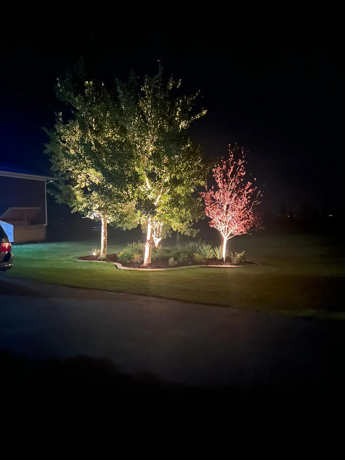 Professionally lit trees at night