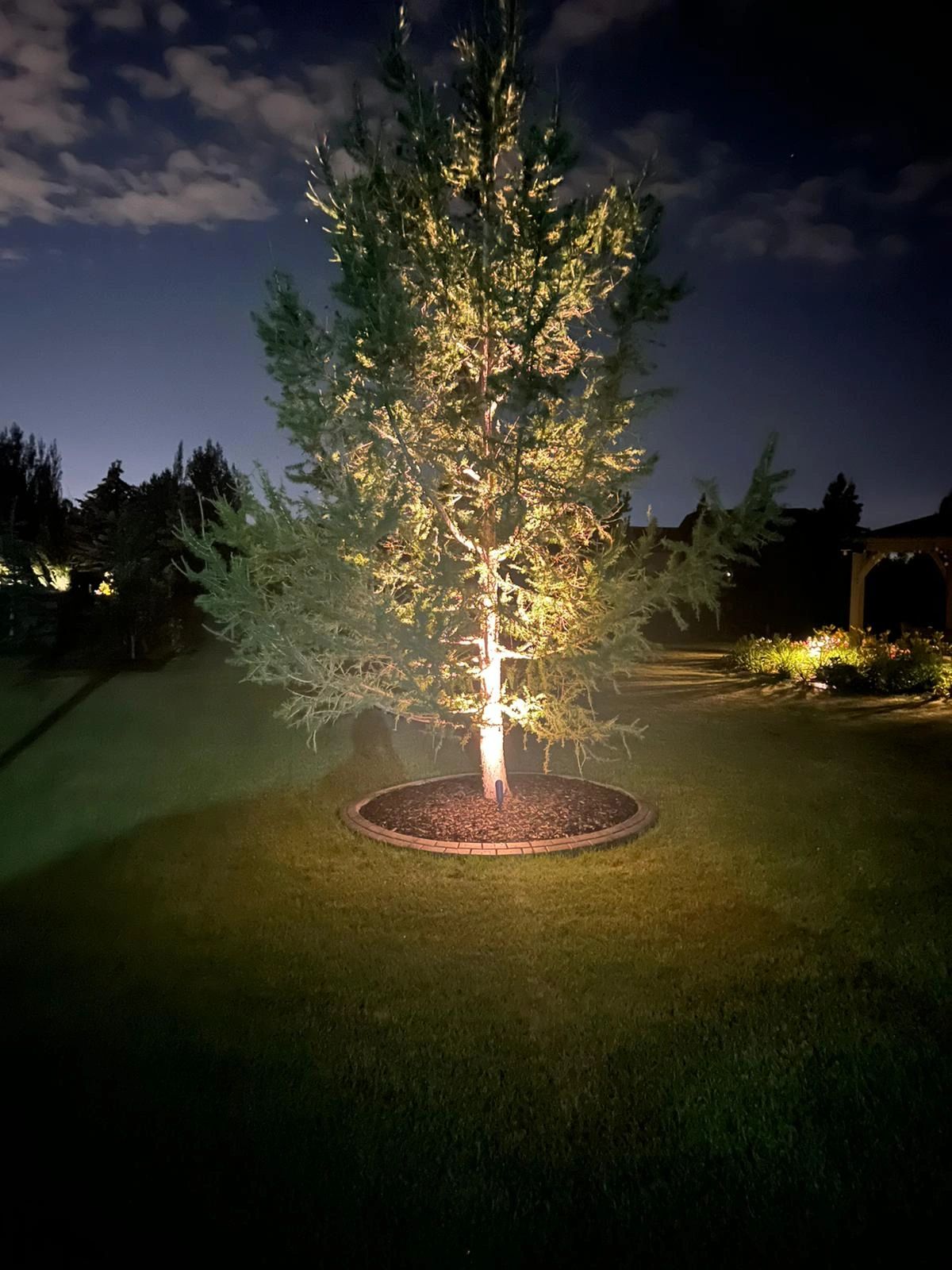 Ornamental tree with uplighting